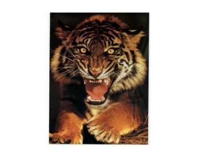 Car sticker "Tiger"